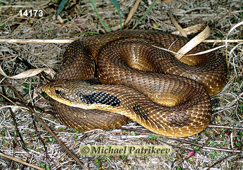 Eastern Hognose Snake (Heterodon platirhinos)